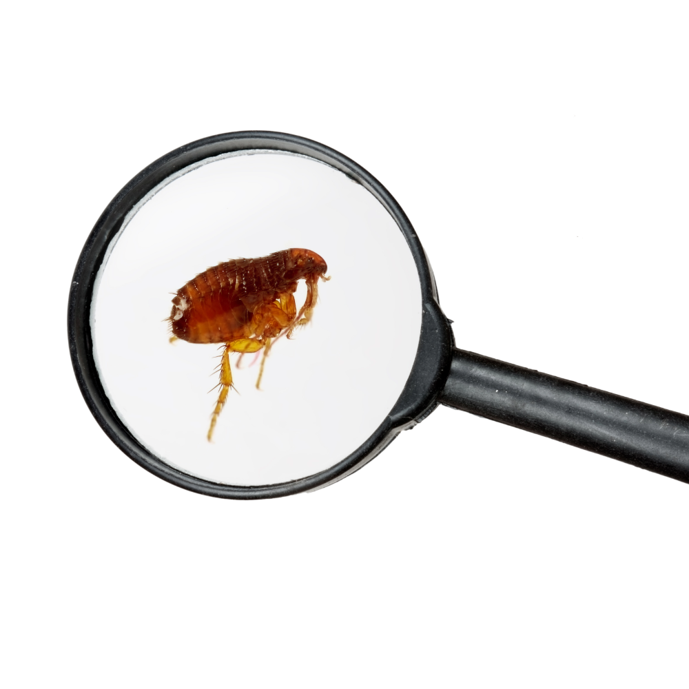 Fleas Pest Control In MA Fleas Pest Control In MA
