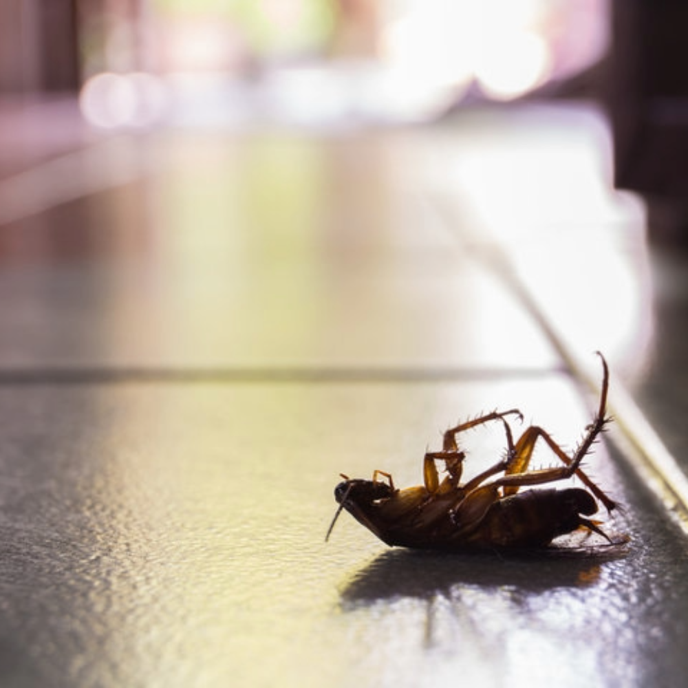 Cockroach Control Solutions in Connecticut