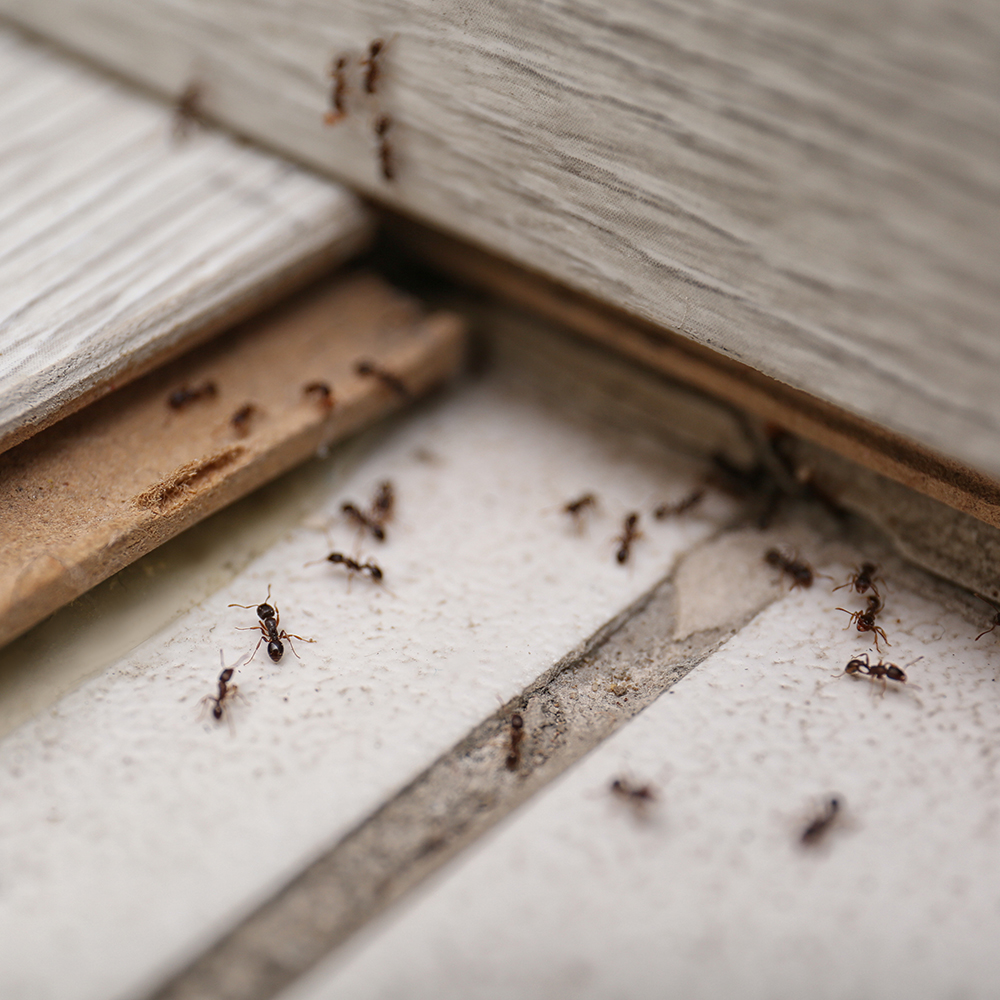 ant-control-company-in-CT